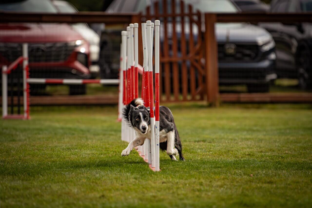 why your dog struggles to focus